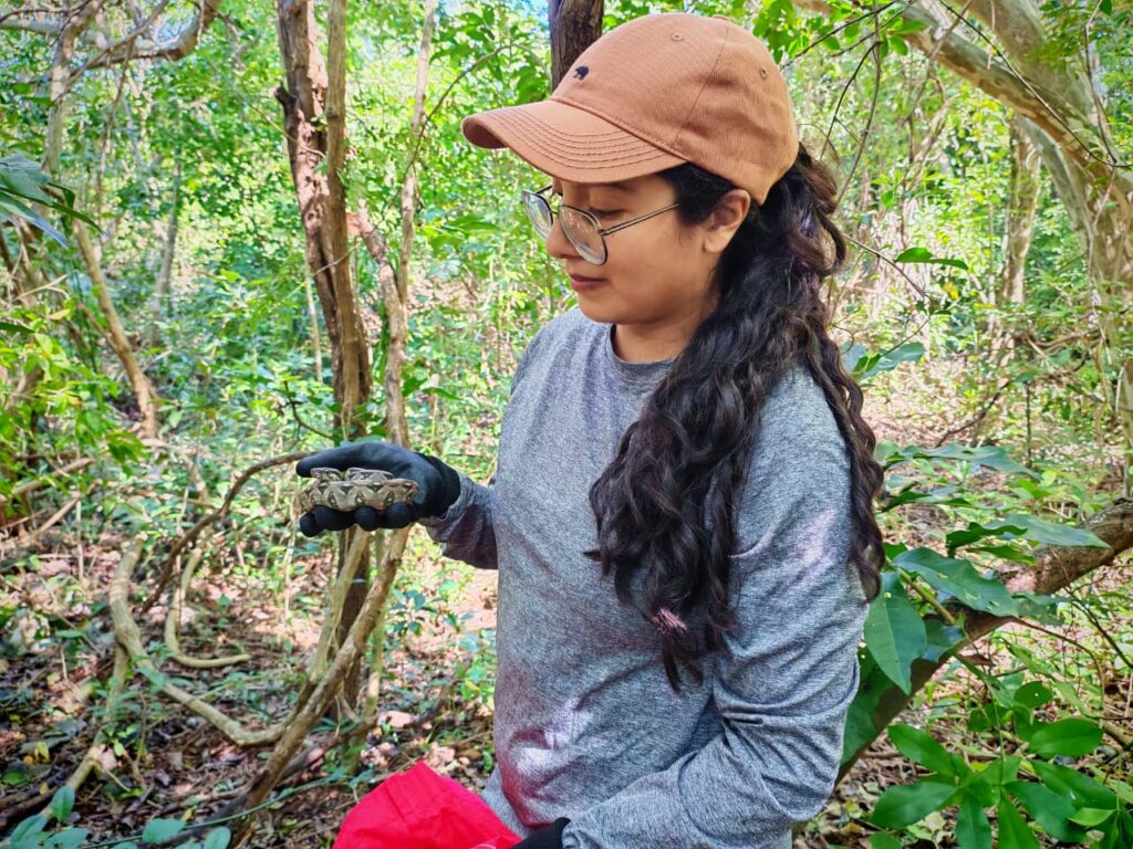 Realizan 768 rescates de fauna silvestre en Playa del Carmen durante 2025