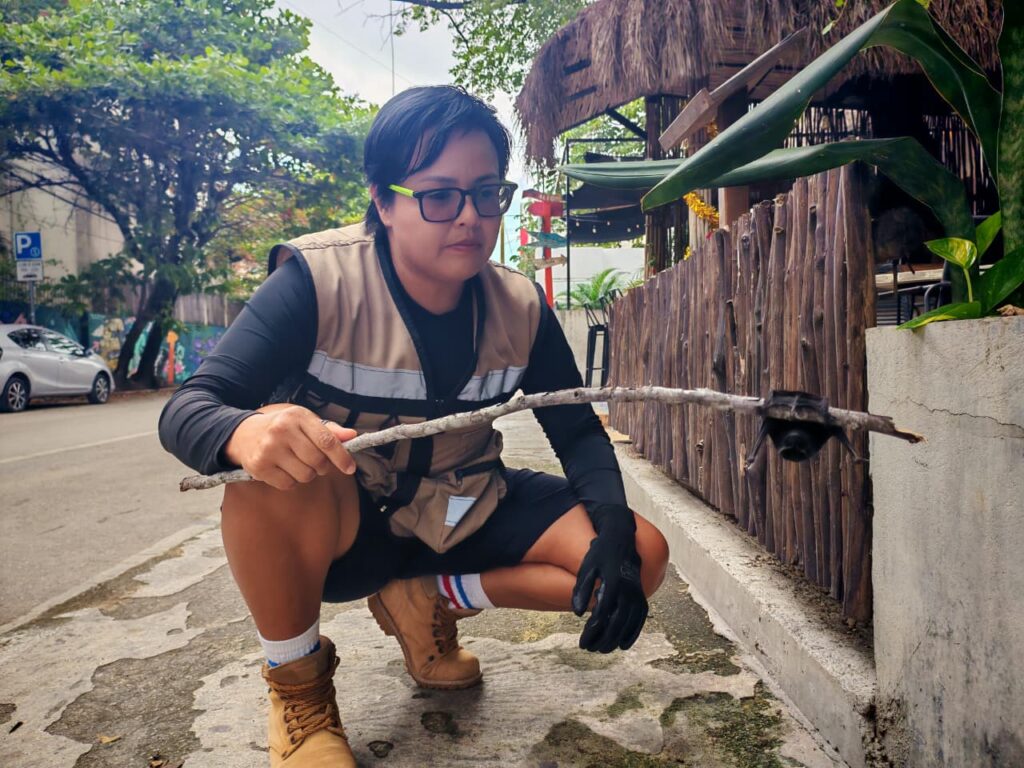 Realizan 768 rescates de fauna silvestre en Playa del Carmen durante 2025