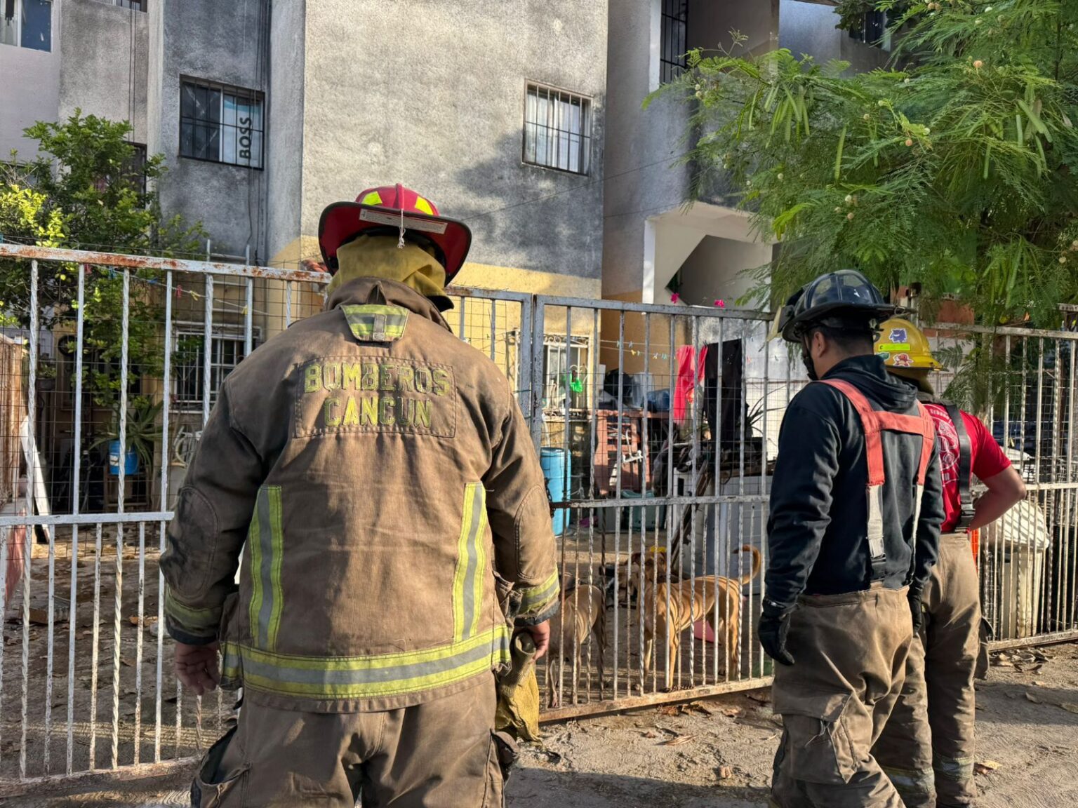 Rescatan a diez perritos en Cancún, estaban hacinados y comiéndose entre ellos