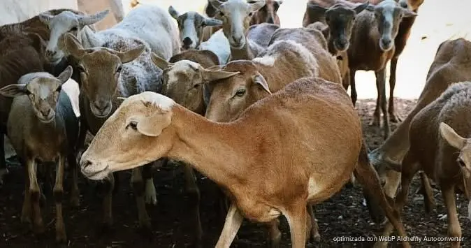 Gobierno de Estefanía Mercado fortalece el campo playense para que la riqueza turística se traduzca en bienestar para todas y todos