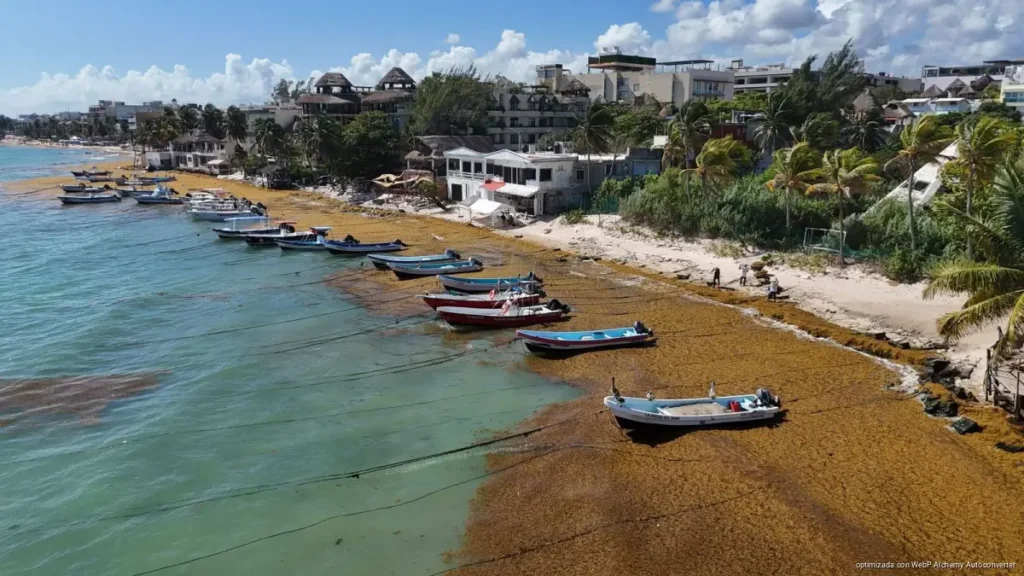 Anticipan recales de sargazo similares a 2025 en Quintana Roo por aumento de temperatura del mar