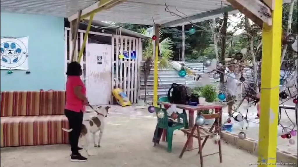 Convoca asociación civil a primera campaña de adopción canina en Cozumel Convoca asociación civil a primera campaña de adopción canina en Cozumel