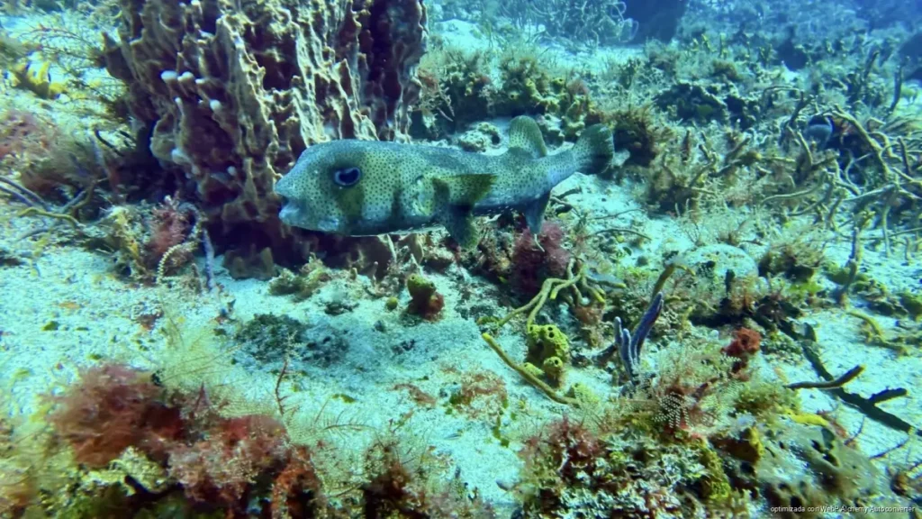 Reactivan proyecto para restaurar arrecifes entre Villablanca y Tequila en Cozumel