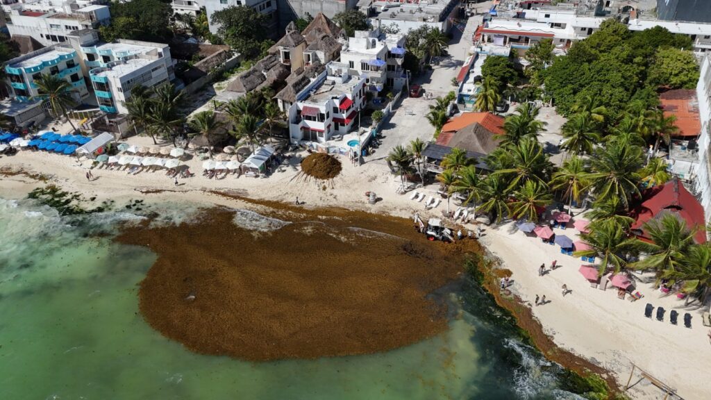 Playa del Carmen busca convertir el sargazo en energía con alianzas internacionales en FITUR