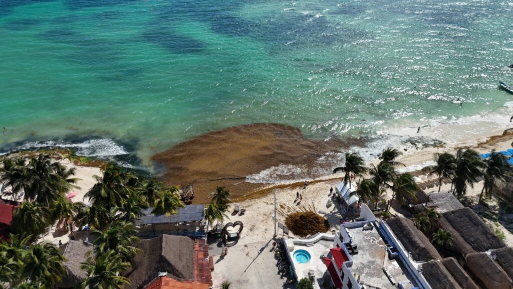 Playa del Carmen busca convertir el sargazo en energía con alianzas internacionales en FITUR