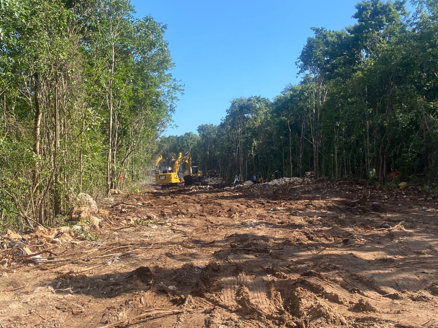 Refuerzan vigilancia a desarrolladores para frenar talas ilegales en Playa del Carmen