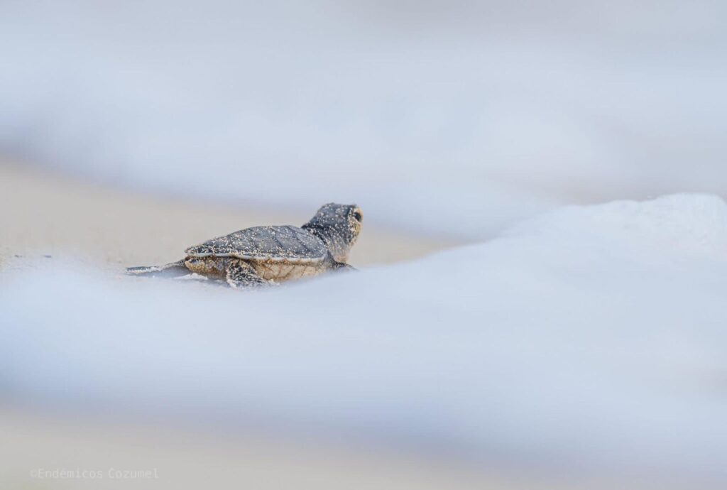 Playas de Cozumel viven temporada récord de anidación de tortugas