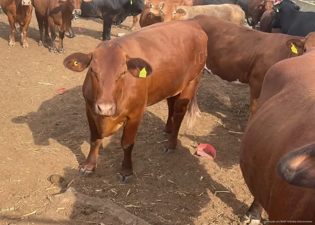 Proyectan centro de distribución ganadera en Isla Mujeres para fortalecer producción regional