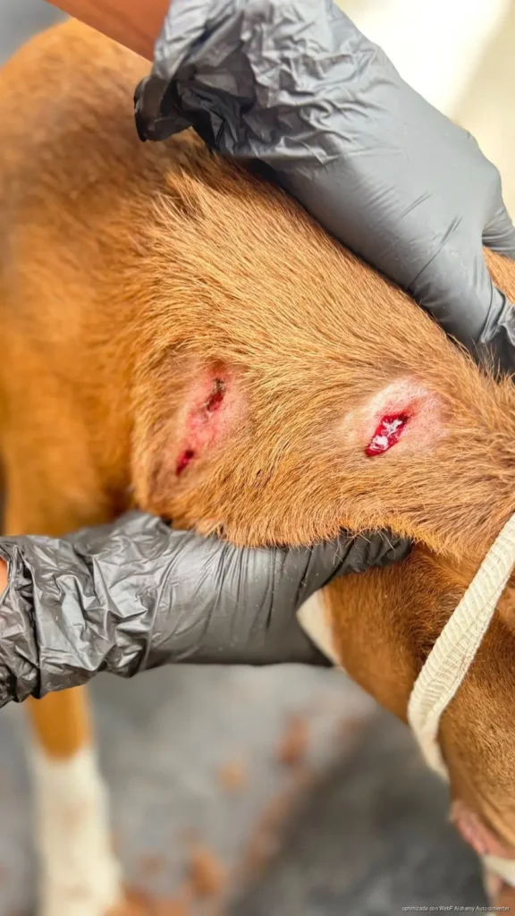 Ataca jaguar a dos perros en Mahahual; llaman a reforzar protección de animales