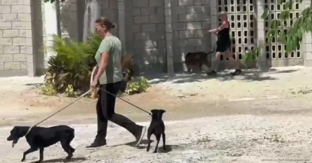 Impulsa Playa del Carmen adopciones para frenar sobrepoblación canina