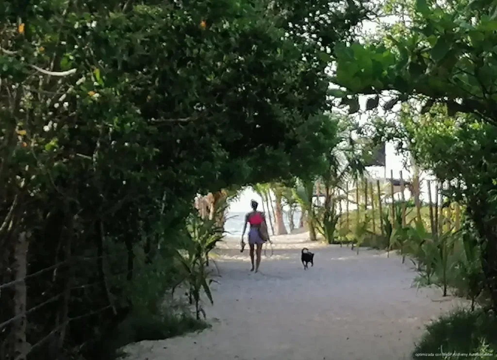 Definirán zonas para perros sueltos y con correa en Playa 72 de Playa del Carmen
