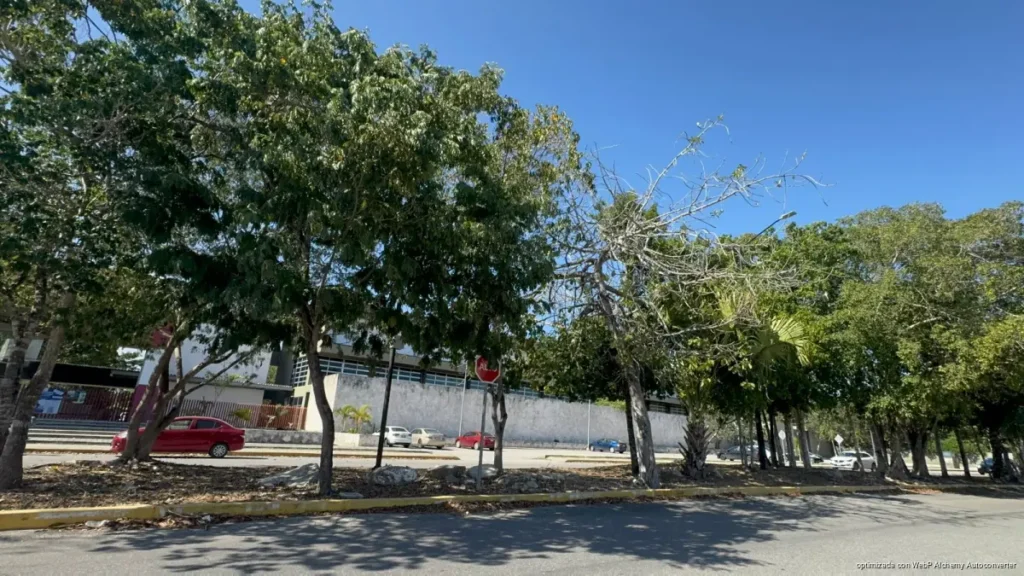 Registran solo 80 árboles en Playa del Carmen dentro del inventario estatal urbano