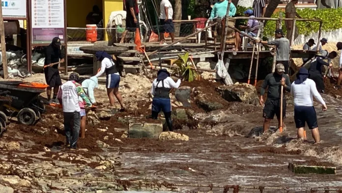 Recolectan más de 132 toneladas de sargazo en El Recodo tras surada en Playa del Carmen; brigadas intensifican limpieza en playas.