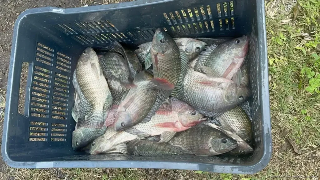 Falta de transporte frena expansión en la venta de tilapia hacia Playa del Carmen