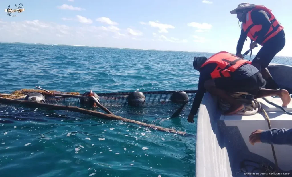 Instalan más de 6.6 kilómetros de barreras contra sargazo en Quintana Roo