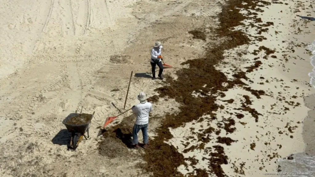 Publicarán “sargazómetro” para informar estado de playas en Playa del Carmen