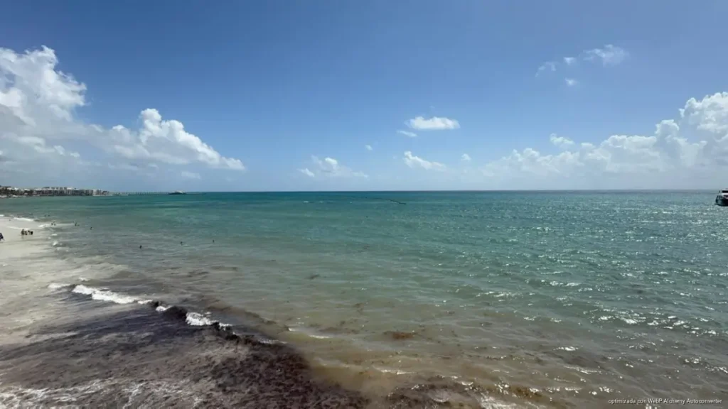 Publicarán “sargazómetro” para informar estado de playas en Playa del Carmen