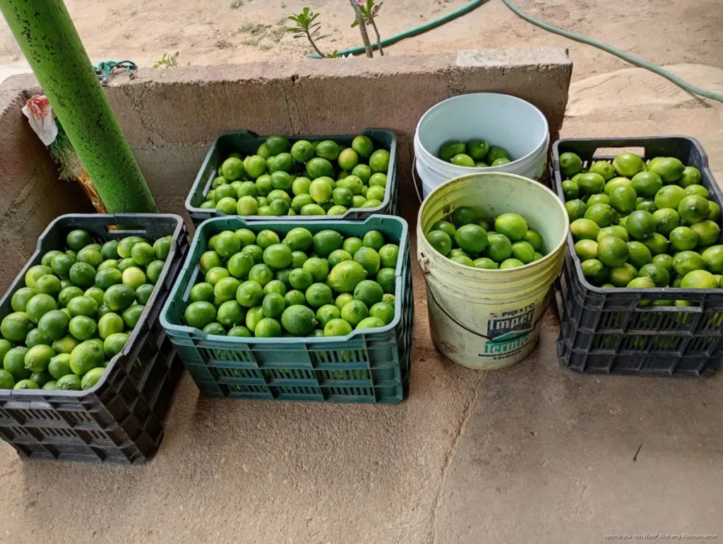 Dispara escasez precio del limón hasta 400 pesos la reja en José María Morelos