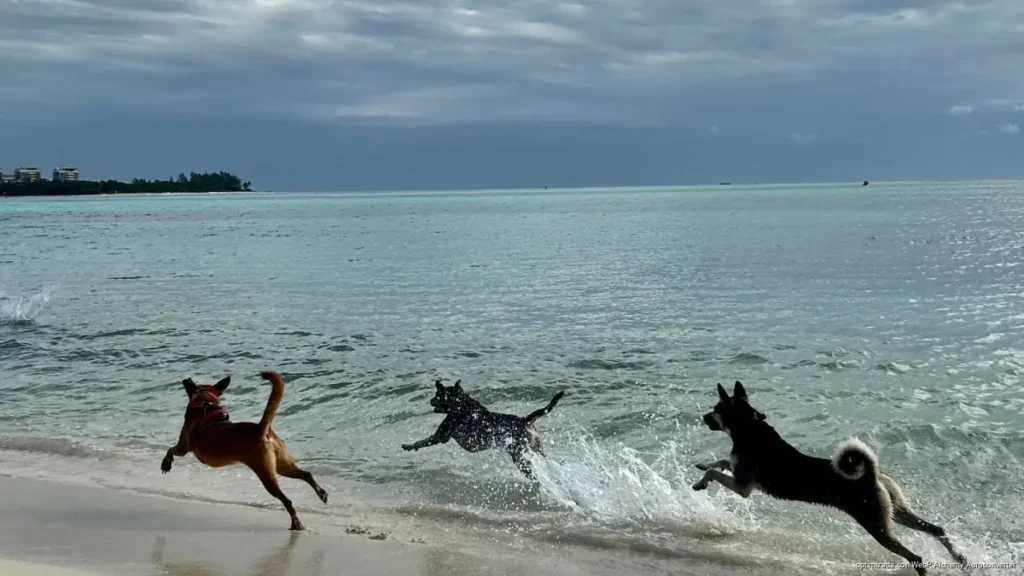 Saturación en playa 72 reabre debate sobre crear más espacios para mascotas en Playa del Carmen