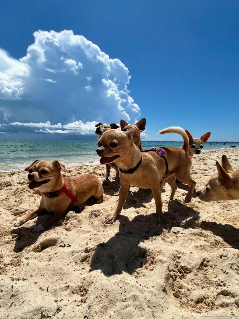 Cateos simultáneos en Cancún y Playa del Carmen dejan vehículo recuperado y presunta droga asegurada tras operativos coordinados.