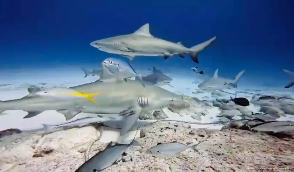 Mantiene tiburón toro su presencia en Playa del Carmen pese a cierres de puerto por mal clima