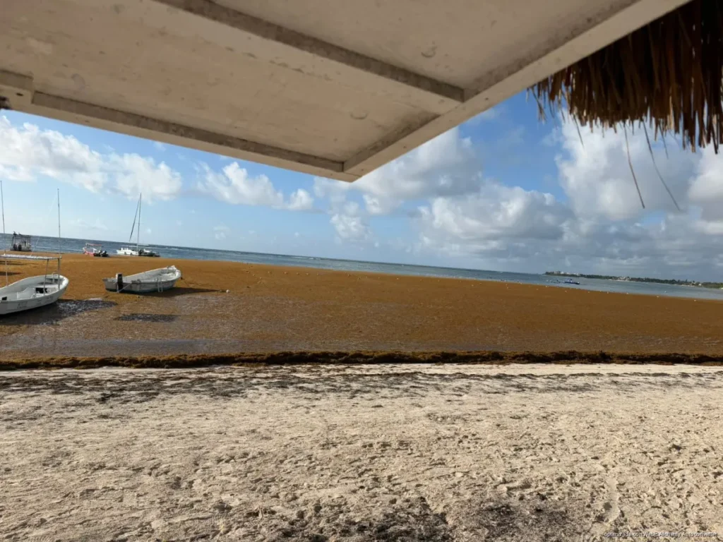 Sorpresiva mancha de sargazo moviliza a cooperativistas en Akumal