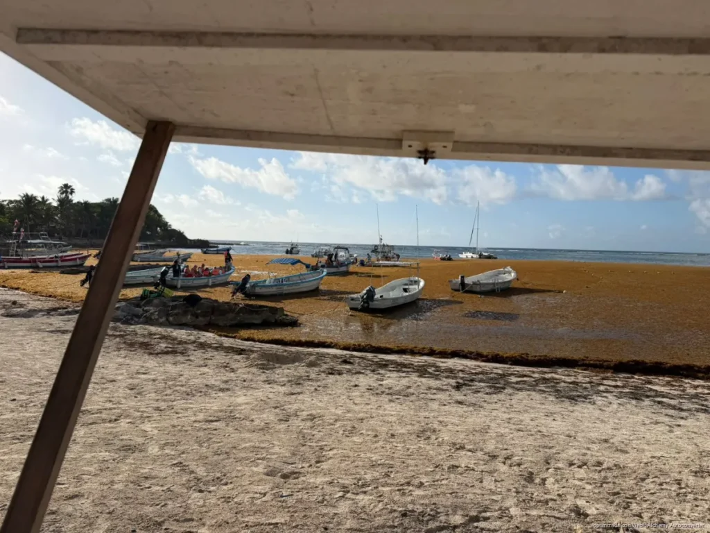 Sorpresiva mancha de sargazo moviliza a cooperativistas en Akumal