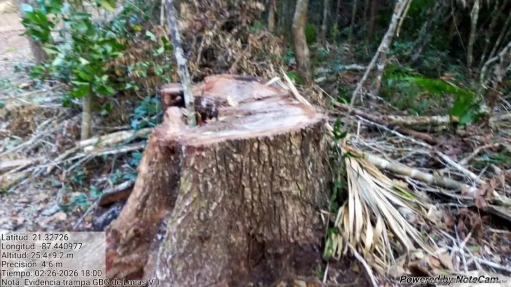 Denuncian tala clandestina en zona de amortiguamiento de la Reserva Yum Balam