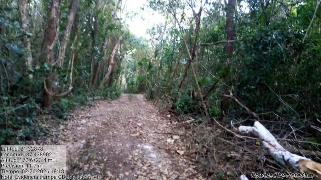 Denuncian tala clandestina en zona de amortiguamiento de la Reserva Yum Balam