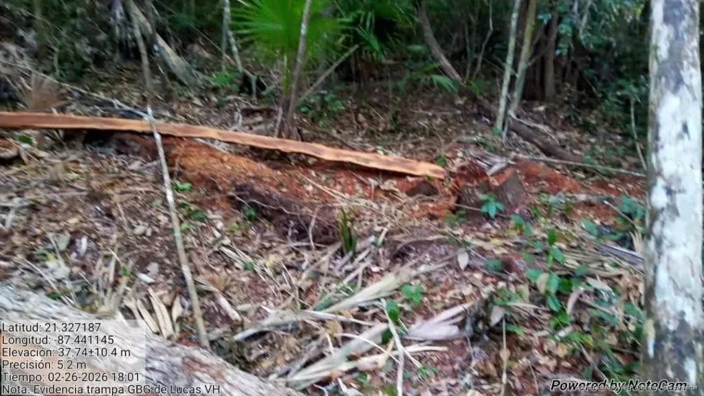 Denuncian tala clandestina en zona de amortiguamiento de la Reserva Yum Balam