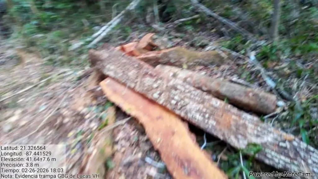 Denuncian tala clandestina en zona de amortiguamiento de la Reserva Yum Balam