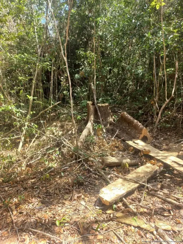 Denuncian tala clandestina en zona de amortiguamiento de la Reserva Yum Balam

