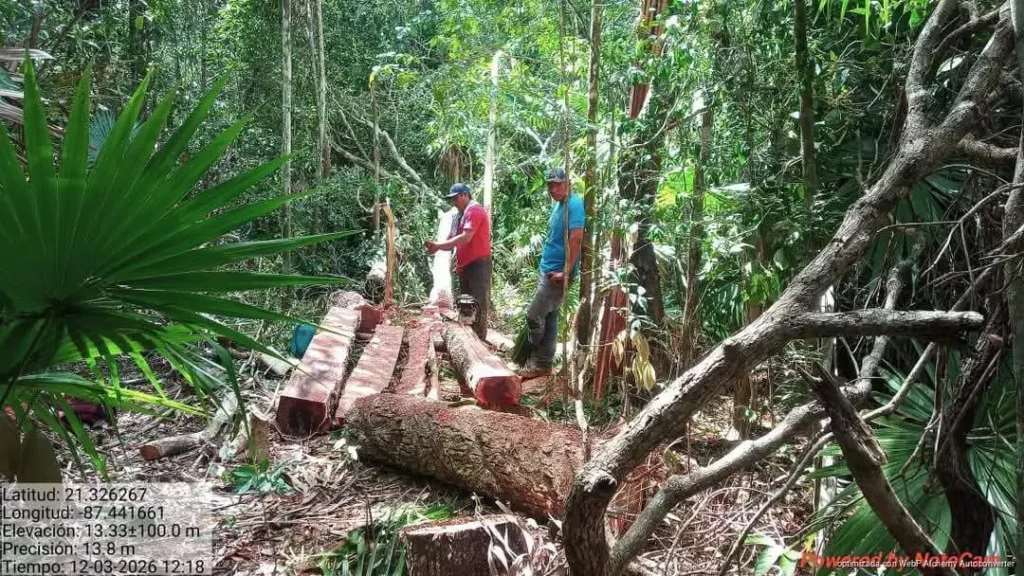 Denuncian tala clandestina en zona de amortiguamiento de la Reserva Yum Balam