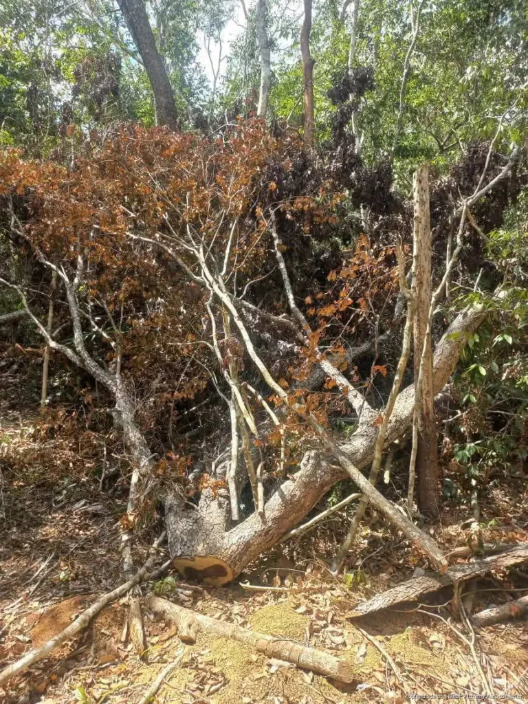Denuncian tala clandestina en zona de amortiguamiento de la Reserva Yum Balam