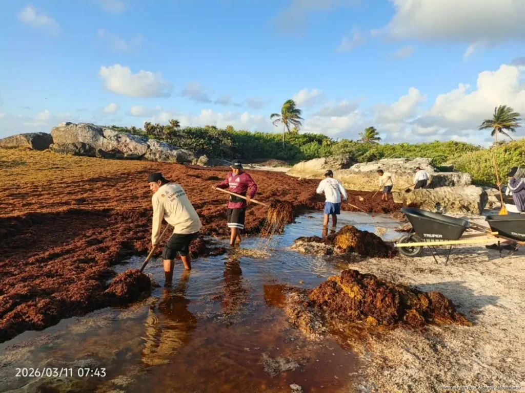 Aumenta arribo de sargazo en Tulum; retiran más de 650 toneladas en lo que va de 2026