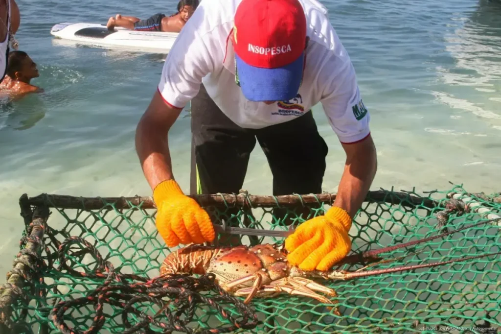 Cumplen pescadores de Cozumel metas de captura de langosta y aseguran mercado antes de la veda