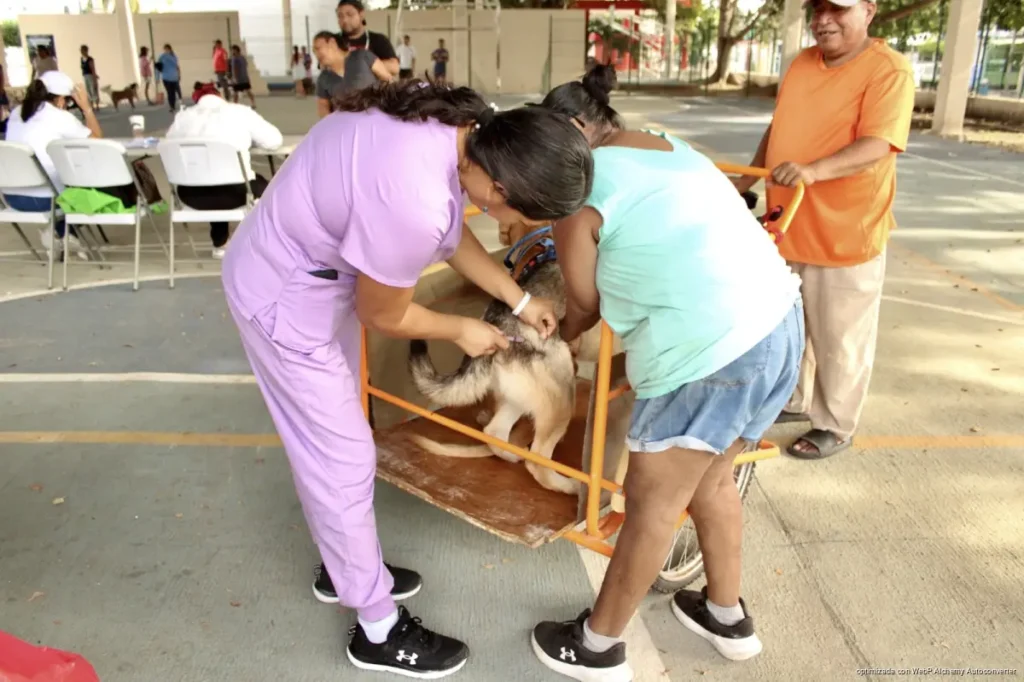 Refuerza Playa del Carmen vacunación antirrábica y busca aplicar hasta 300 dosis por punto