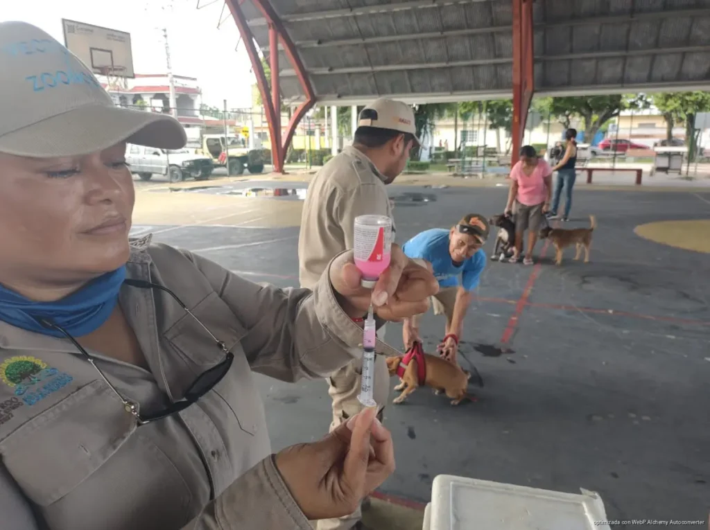 Activan Semana Antirrábica en Cozumel y buscan vacunar a 8 mil mascotas