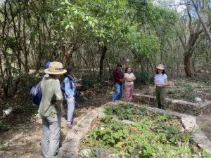 Impulsan jardín botánico de plantas medicinales en Kankabchén para rescatar saberes ancestrales y fomentar salud natural.