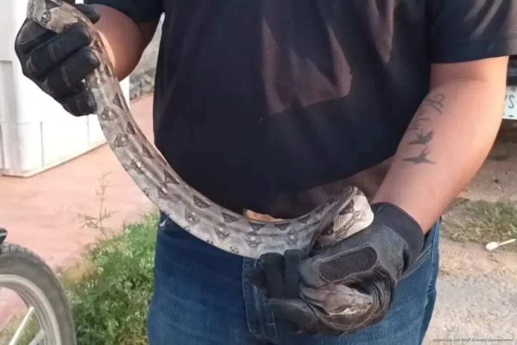 Por temor, matan serpientes sin saber si son peligrosas en José María Morelos