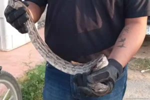 Por temor, matan serpientes sin saber si son peligrosas en José María Morelos