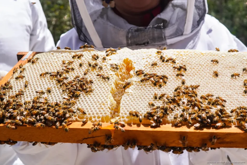 Con apoyo y capacitación a productores locales, la apicultura se posiciona como opción real de ingreso en Playa del Carmen.