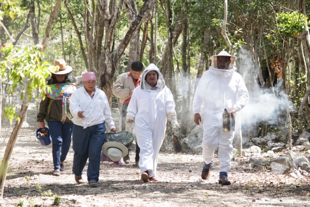 Con apoyo y capacitación a productores locales, la apicultura se posiciona como opción real de ingreso en Playa del Carmen.