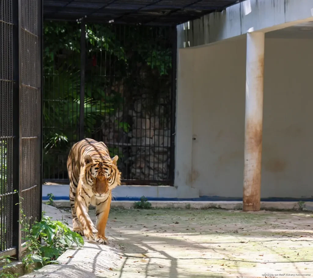 Presenta Mara Lezama modernización integral del zoológico Payo Obispo con inversión histórica superior a 20 mdp
