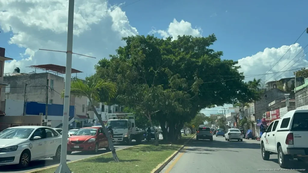 Ciudadanos consolidan reforestación con 3 mil 500 árboles en Playa del Carmen con participación social y especies nativas.