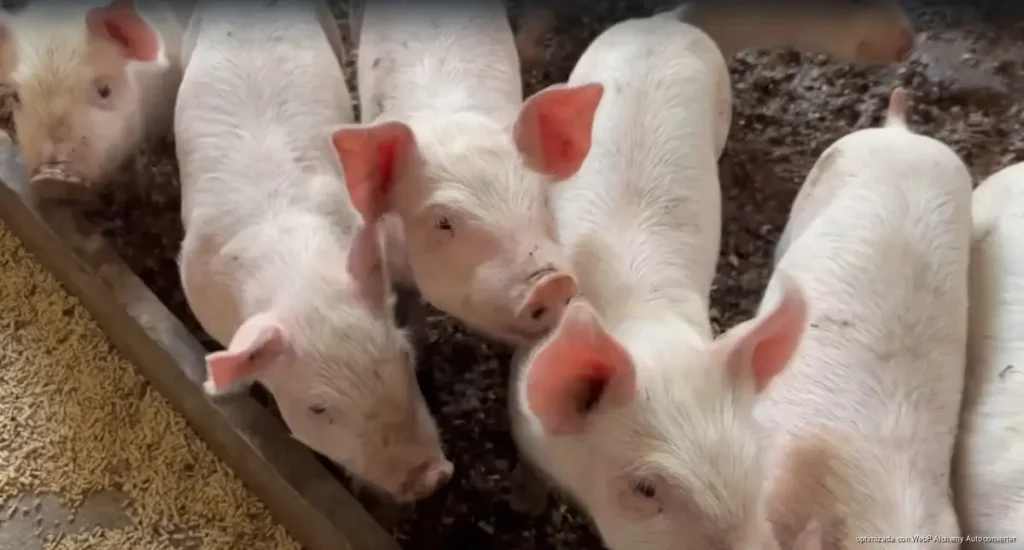 Alerta por gusano barrenador en Playa del Carmen; detectan 15 casos en ganado