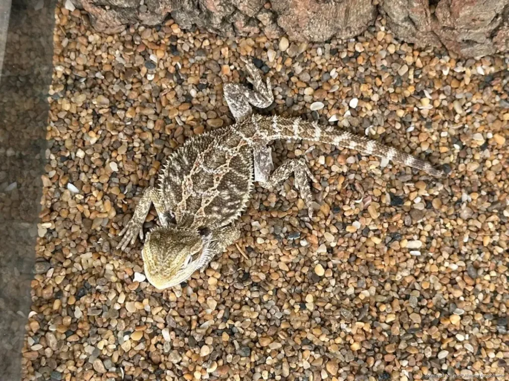 Aseguran cocodrilo y fauna exótica en tianguis de Cancún