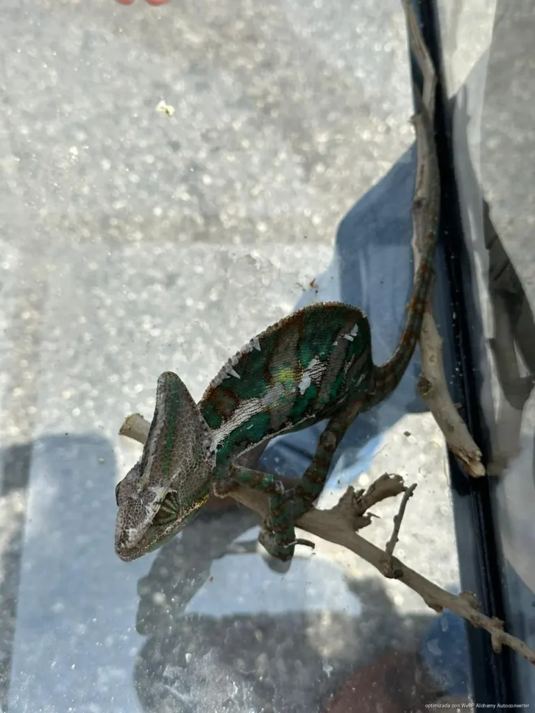 Aseguran cocodrilo y fauna exótica en tianguis de Cancún