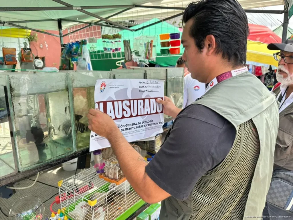 Aseguran cocodrilo y fauna exótica en tianguis de Cancún