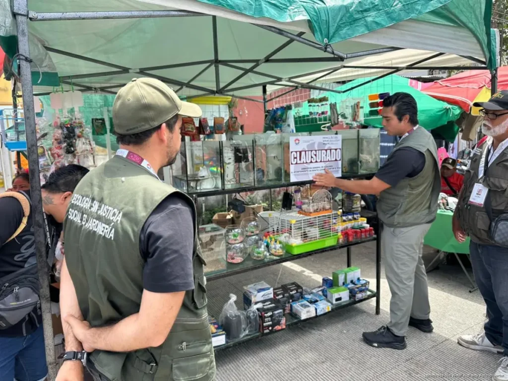 Aseguran cocodrilo y fauna exótica en tianguis de Cancún